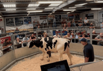 Holsworthy Livestock Market Report: Wednesday, July 2