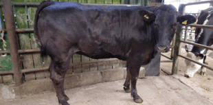Hallworthy Livestock Market Report: Thursday, July 3