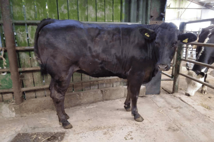 130 Store Cattle to a top of £2400.