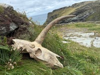 Mystery skull discovered near Tintagel