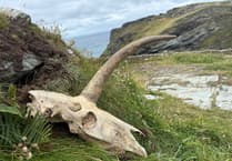 Holidaymaker discovers 'mystery' skull near Tintagel