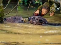 Delight as two baby beavers born in Cornwall