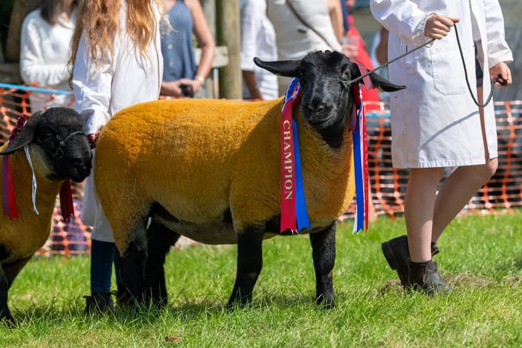 Prize winning sheep putting the wool into the Woolsery Show. (Picture: Woolsery Show)