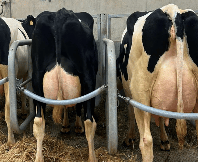Holsworthy Livestock Market Report: Wednesday, July 16