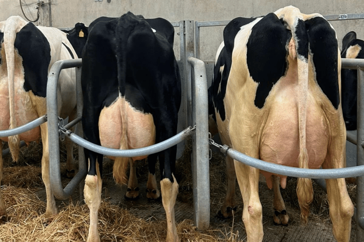 A fantastic trade seen for all dairy stock with trade
topping £3500.