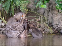 Wild beavers born at Cornwall reserve