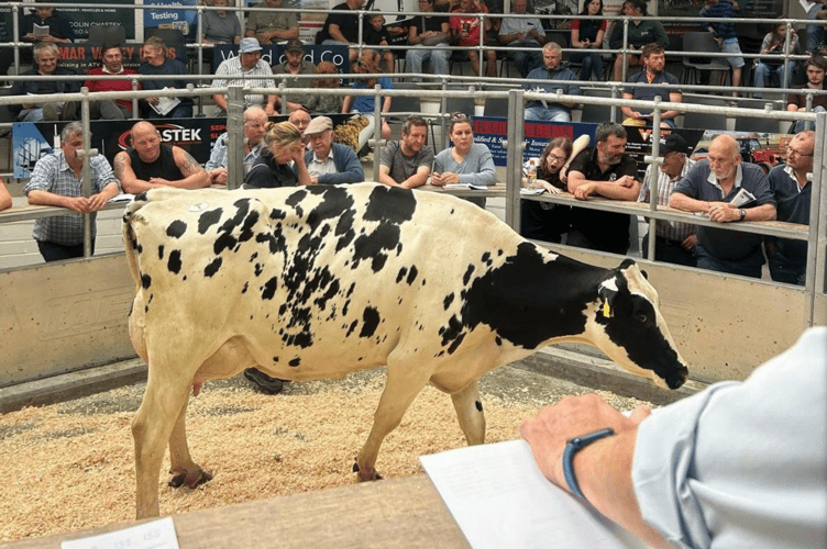 The Herd Dispersal Sale of 178 Holstein Friesian Dairy Cattle from the pedigree ‘Tempellow’ herd on behalf of Philip Ward of Liskeard saw a flying trade from start to finish!
