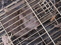 Surge in social media animal cruelty reports