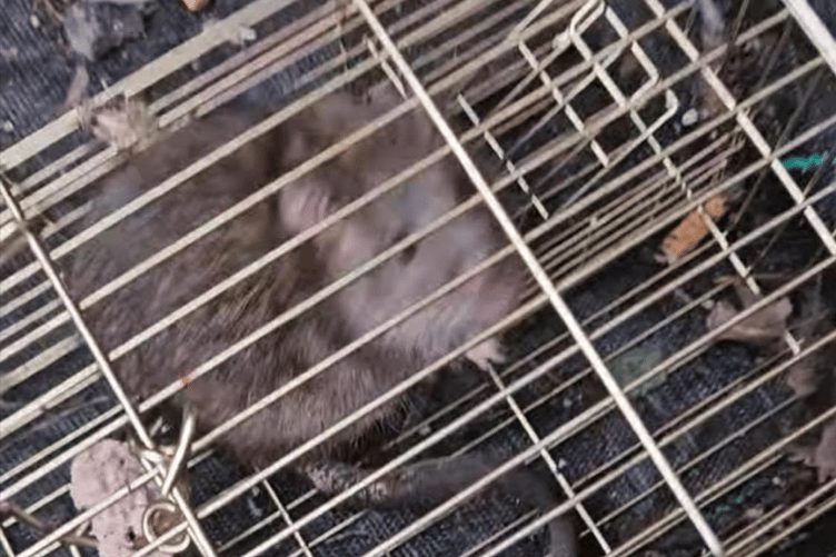 RSPCA Animal Cruelty