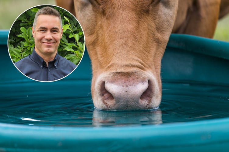 Cattle drinking water