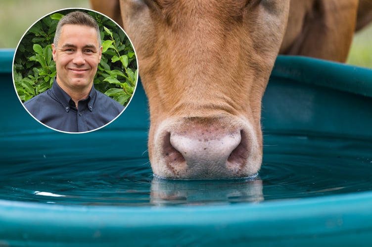 Cattle drinking water