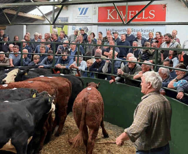Hallworthy Livestock Market Report: Thursday, August 7