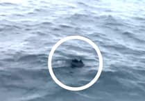 Footage of injured dolphins off Cornwall leads to call for water users to take care