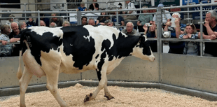 Holsworthy Livestock Market Report: Wednesday, August 13
