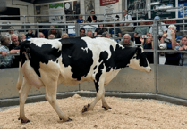 Holsworthy Livestock Market Report: Wednesday, August 13