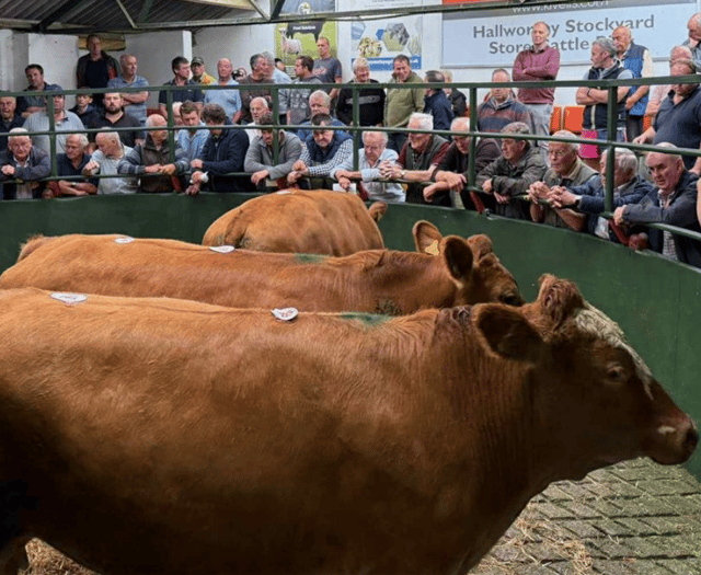 Hallworthy Livestock Market Report: Thursday, August 14