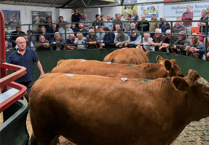 Hallworthy Livestock Market Report: Thursday, August 14