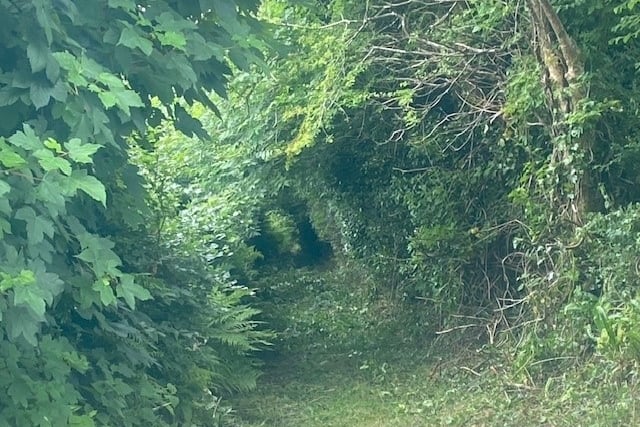 Planning: Council refuse 'non beneficial' removal of hedgerow 