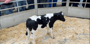 Holsworthy Livestock Market Report: Wednesday, August 20