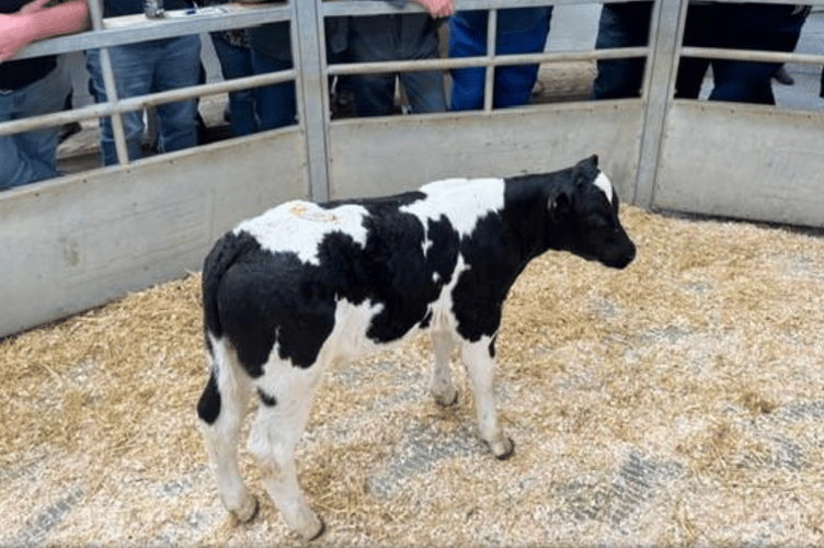 475 Calves forward today and trade would be firmer for all breeds and sizes with this 23 day old blue at £620.