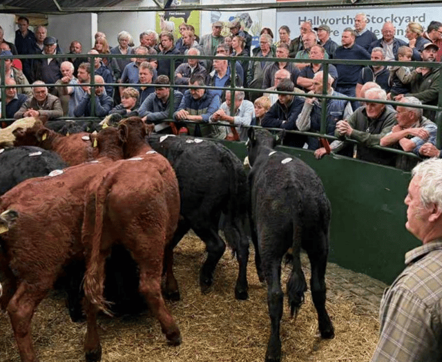 Hallworthy Livestock Market Report: Thursday, August 21