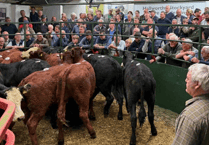 Hallworthy Livestock Market Report: Thursday, August 21