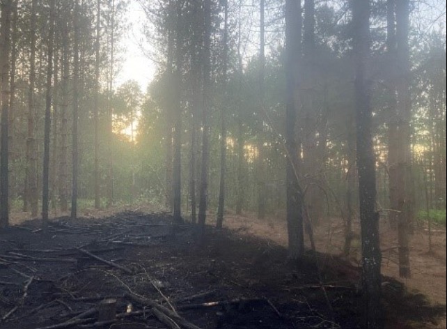 The wreckage after the fire in Haldon Forest (Picture: Forestry England)