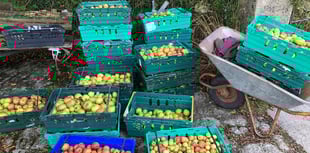 Volunteers needed for bumper apple harvest