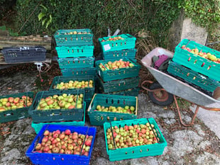 Volunteers needed for bumper apple harvest