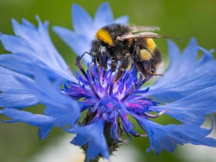 National Wildflower Centre celebrates anniversary with competition