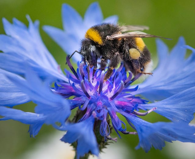 National Wildflower Centre celebrates anniversary with competition