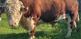 Hallworthy Livestock Market Report: Thursday, August 28