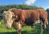 Hallworthy Livestock Market Report: Thursday, August 28