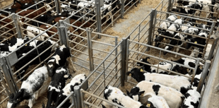 Holsworthy Livestock Market Report: Wednesday, August 27
