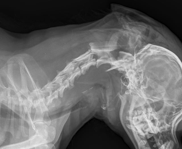 Man who killed pet chihuahua with a head blow given jail time and ban