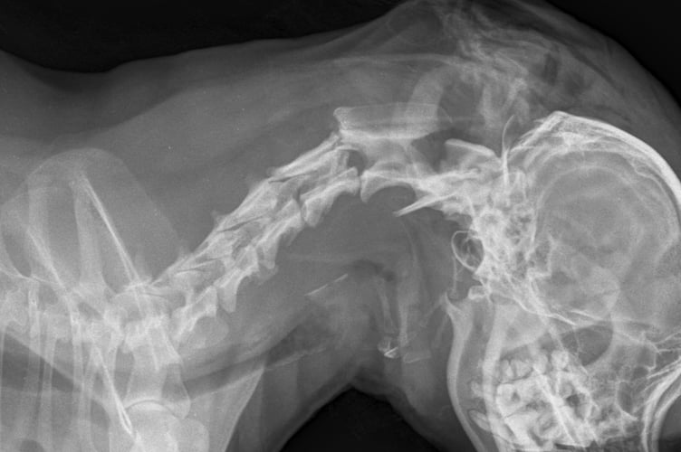 The x-ray taken of Spencer the chihuahua 