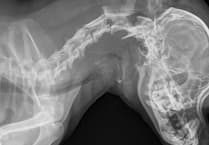 Man who killed pet chihuahua with a head blow given jail time and ban