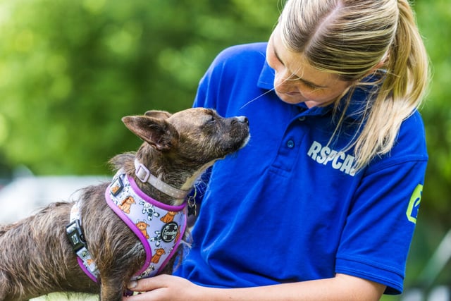 Rising tide of animal neglect pushes charities to breaking point  