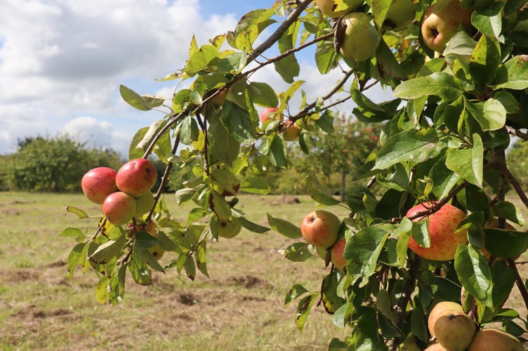 Apple trees in the traditional orchard at Cotehele (Picture: National Trust Images/Michelle Kennelly)