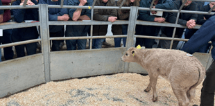 Holsworthy Livestock Market Report: Wednesday, September 3
