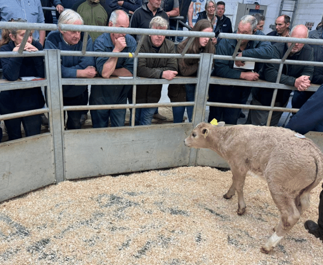 Holsworthy Livestock Market Report: Wednesday, September 3
