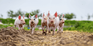 South West shoppers opt to pay more for products with higher-welfare