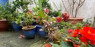 Gardening with Martin Pallett: Challenges of a changing climate