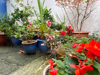 Gardening with Martin Pallett: Challenges of a changing climate
