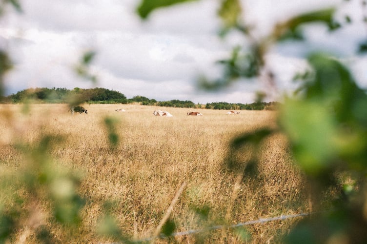 The ‘goodh’ life approach, from the Cornish word for wild, combines growing food in a way that gives back more than it takes, with re-wilding.