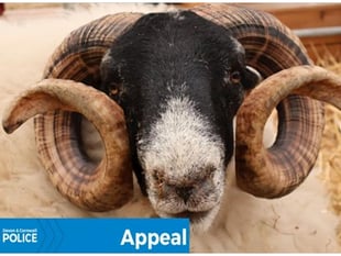 Police warn of ‘Ram Raiders’ after spate of livestock thefts