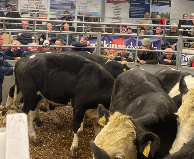 Holsworthy Livestock Market Report: Wednesday, September 26