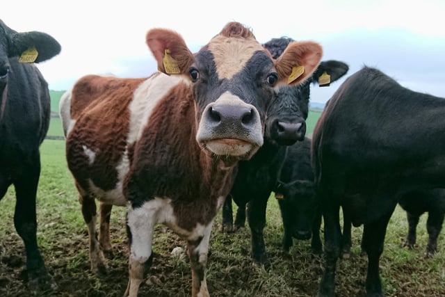 Farming emissions drop across England despite regional disparities