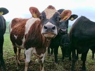 Farming emissions drop across England despite regional disparities