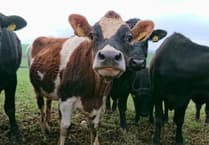 Farming emissions drop across England despite regional disparities